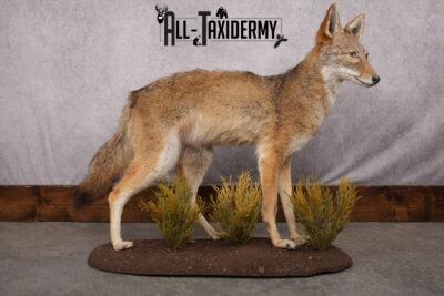 Full Body Coyote Taxidermy Mount SKU 2664