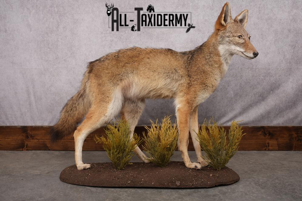 Full Body Coyote Taxidermy Mount SKU 2664