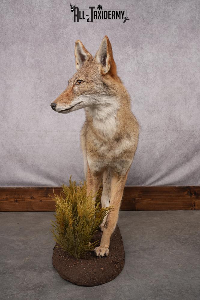 Full Body Coyote Taxidermy Mount SKU 2664 - Image 4