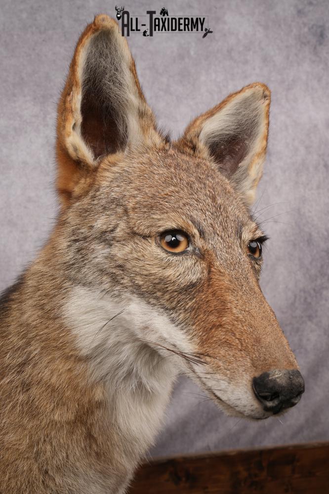 Full Body Coyote Taxidermy Mount SKU 2664 - Image 7