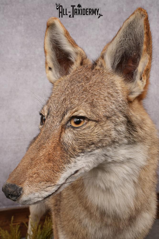 Full Body Coyote Taxidermy Mount SKU 2664 - Image 6