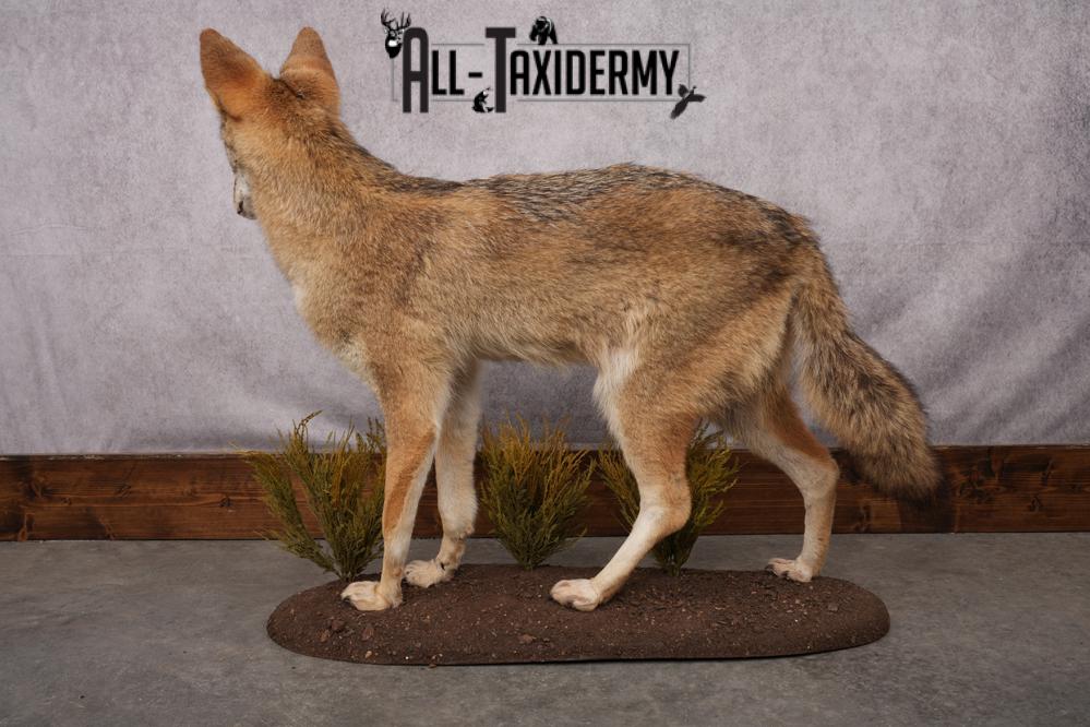 Full Body Coyote Taxidermy Mount SKU 2664 - Image 3