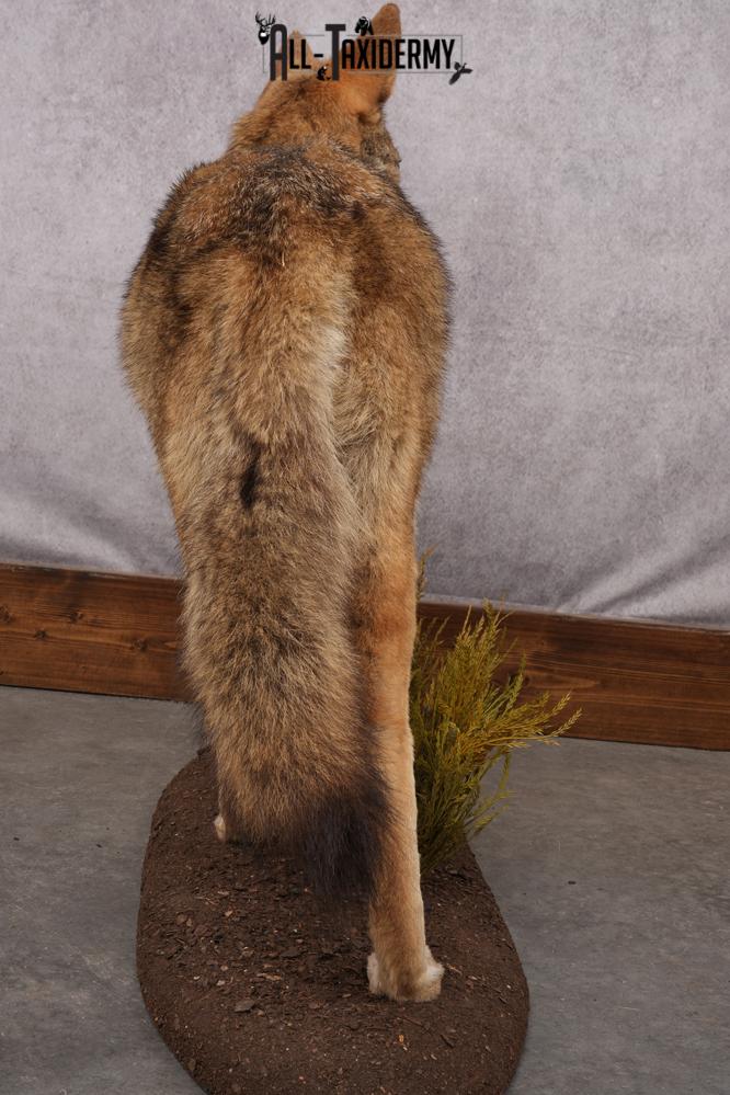 Full Body Coyote Taxidermy Mount SKU 2664 - Image 2