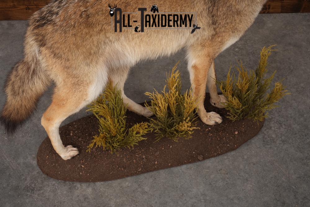 Full Body Coyote Taxidermy Mount SKU 2664 - Image 5