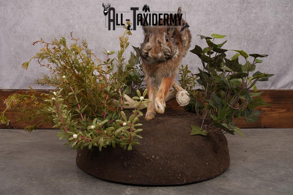 Full Body Cottontail Rabbit SKU 2629 - Image 6