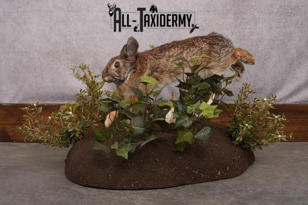 Full Body Cottontail Rabbit SKU 2629 - Image 5