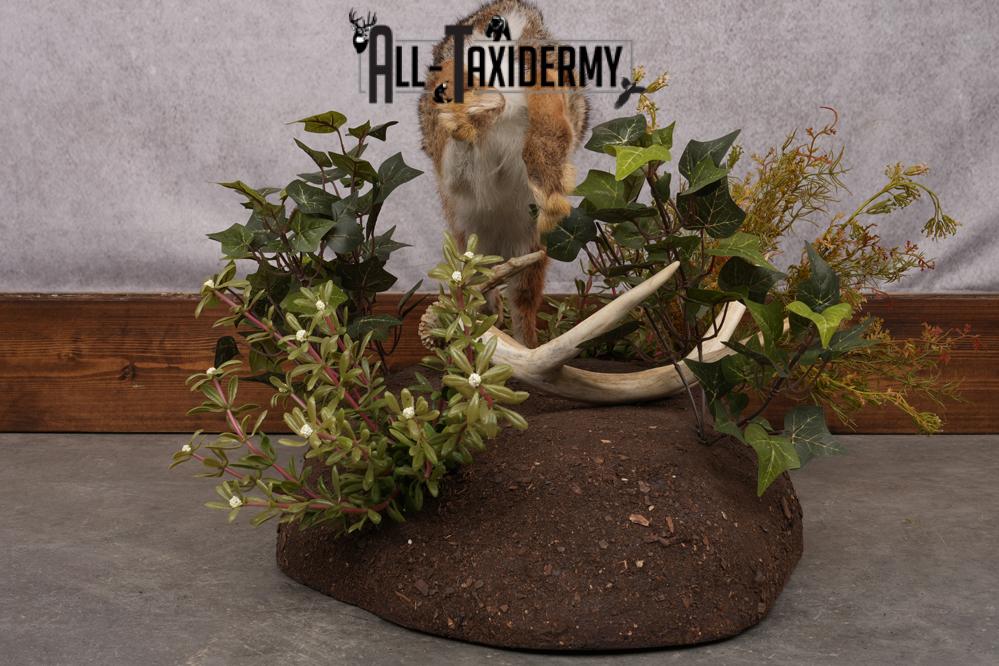 Full Body Cottontail Rabbit SKU 2629 - Image 4