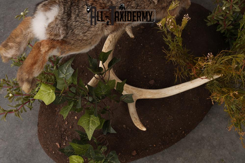 Full Body Cottontail Rabbit SKU 2629 - Image 3