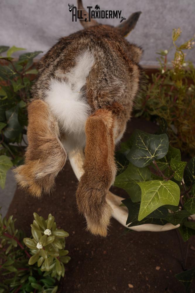 Full Body Cottontail Rabbit SKU 2629 - Image 2