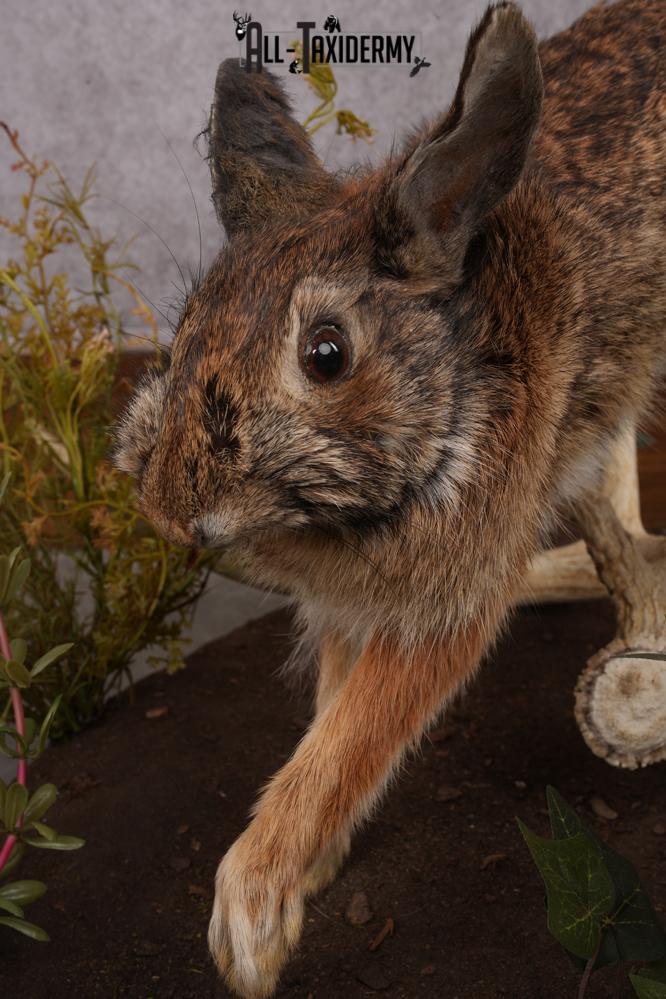 Full Body Cottontail Rabbit SKU 2629 - Image 8