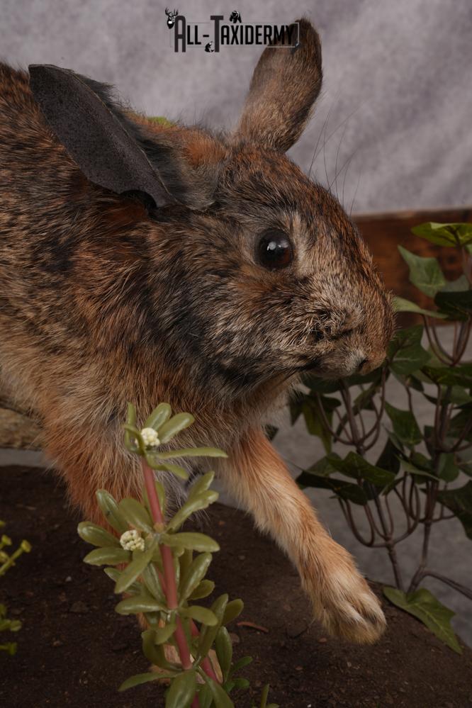 Full Body Cottontail Rabbit SKU 2629 - Image 7