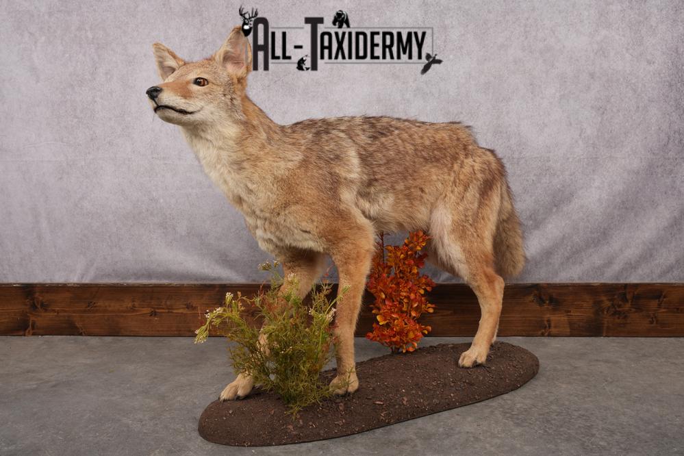 Full Body Coyote Taxidermy Mount SKU 2676