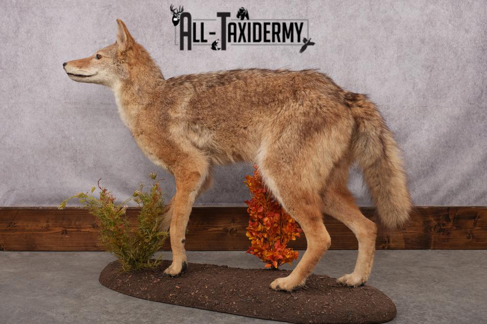 Full Body Coyote Taxidermy Mount SKU 2676 - Image 6