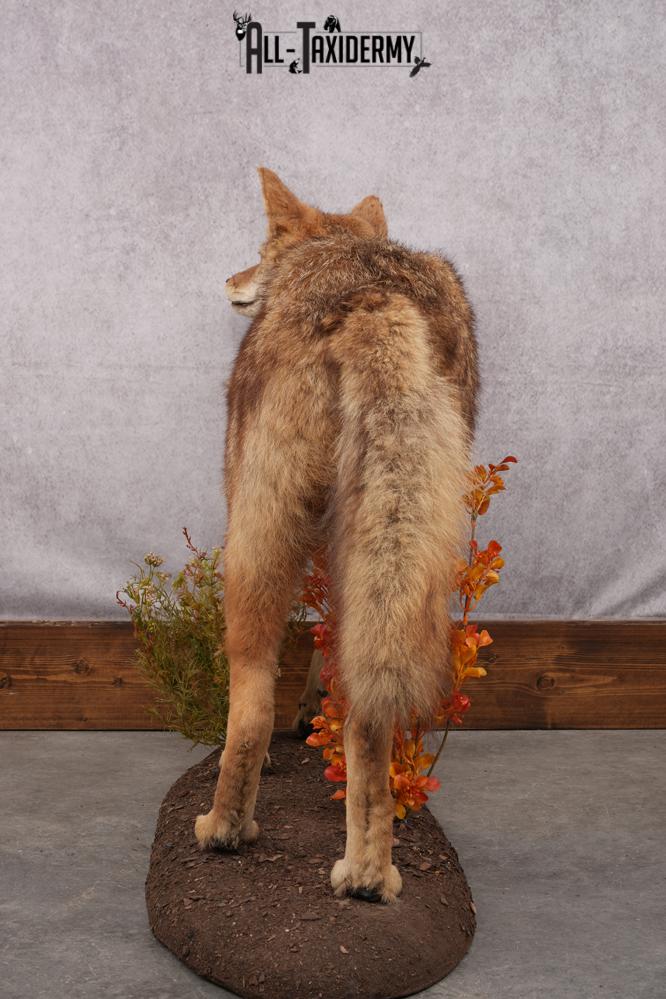Full Body Coyote Taxidermy Mount SKU 2676 - Image 5