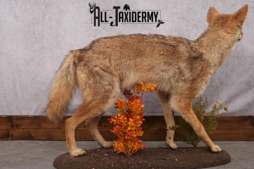 Full Body Coyote Taxidermy Mount SKU 2676 - Image 4