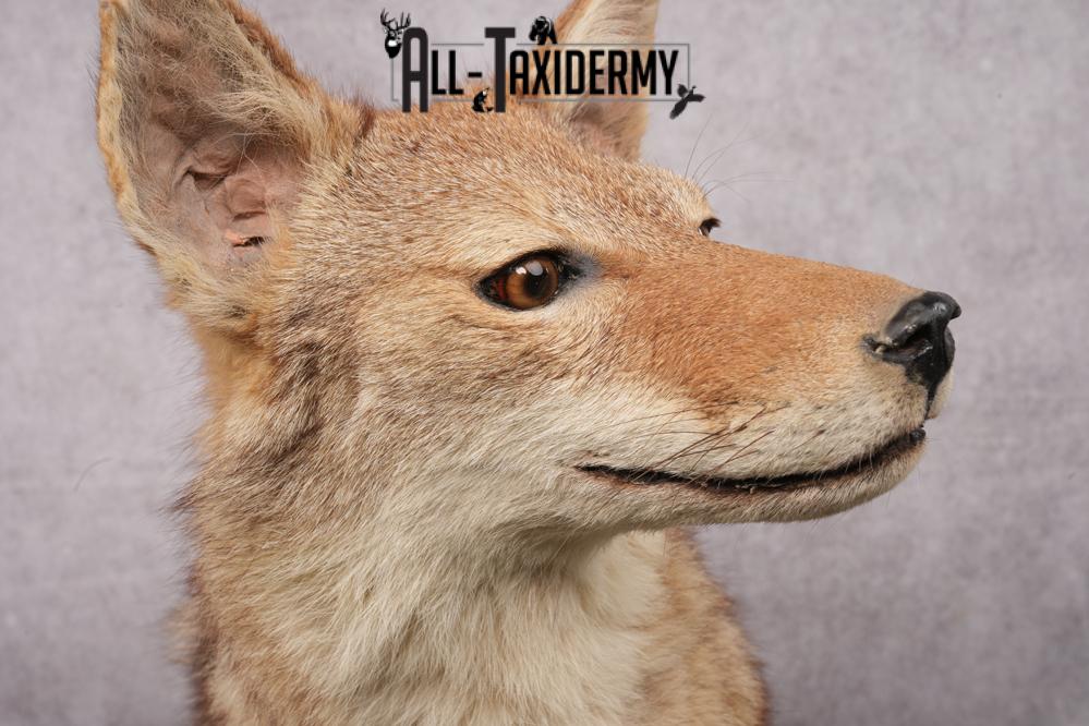 Full Body Coyote Taxidermy Mount SKU 2676 - Image 3