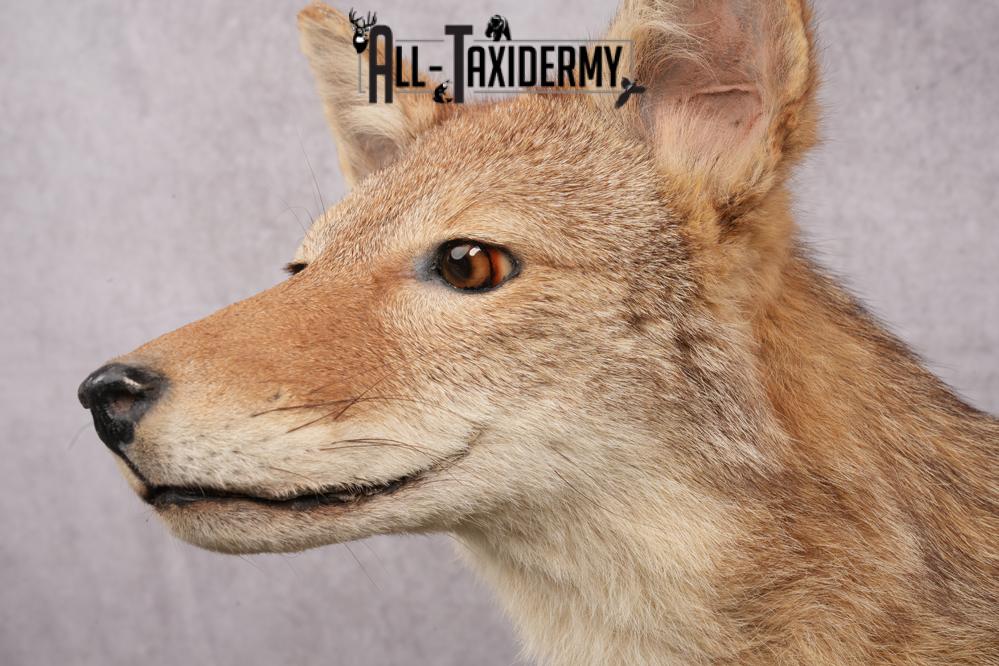 Full Body Coyote Taxidermy Mount SKU 2676 - Image 2