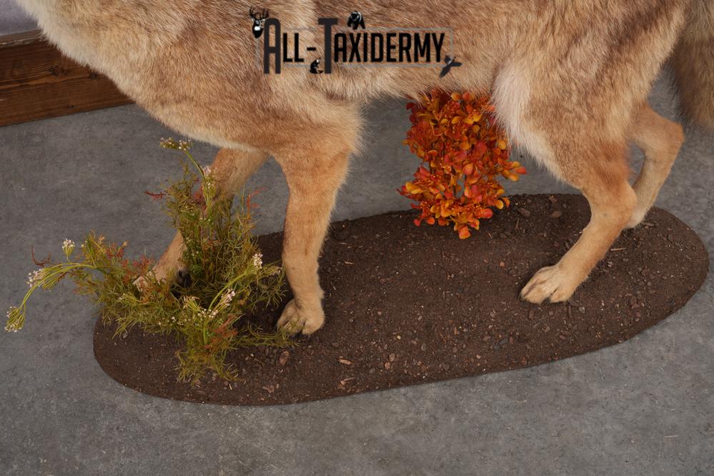 Full Body Coyote Taxidermy Mount SKU 2676 - Image 7