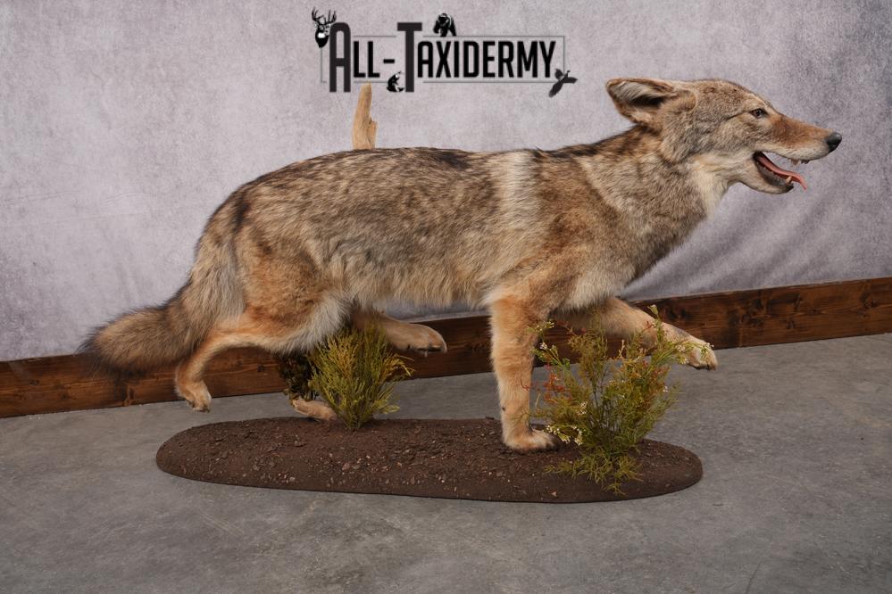 Full Body Coyote Taxidermy Mount SKU 2677 - Image 10