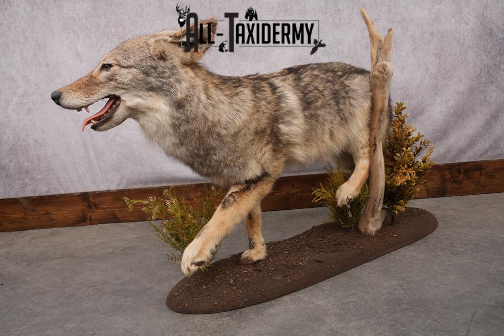 Full Body Coyote Taxidermy Mount SKU 2677 - Image 6