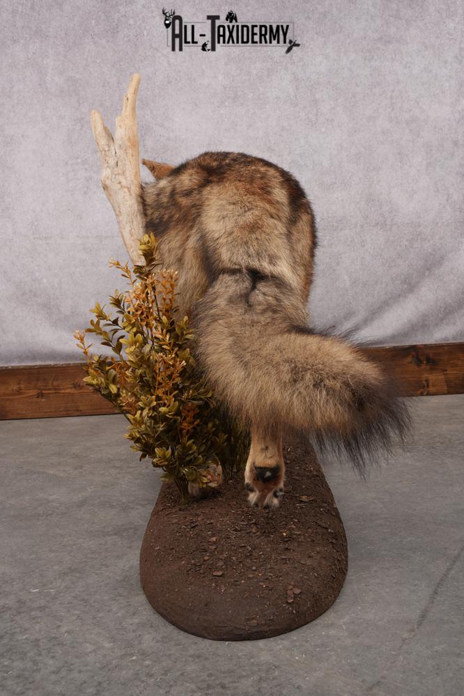 Full Body Coyote Taxidermy Mount SKU 2677 - Image 5