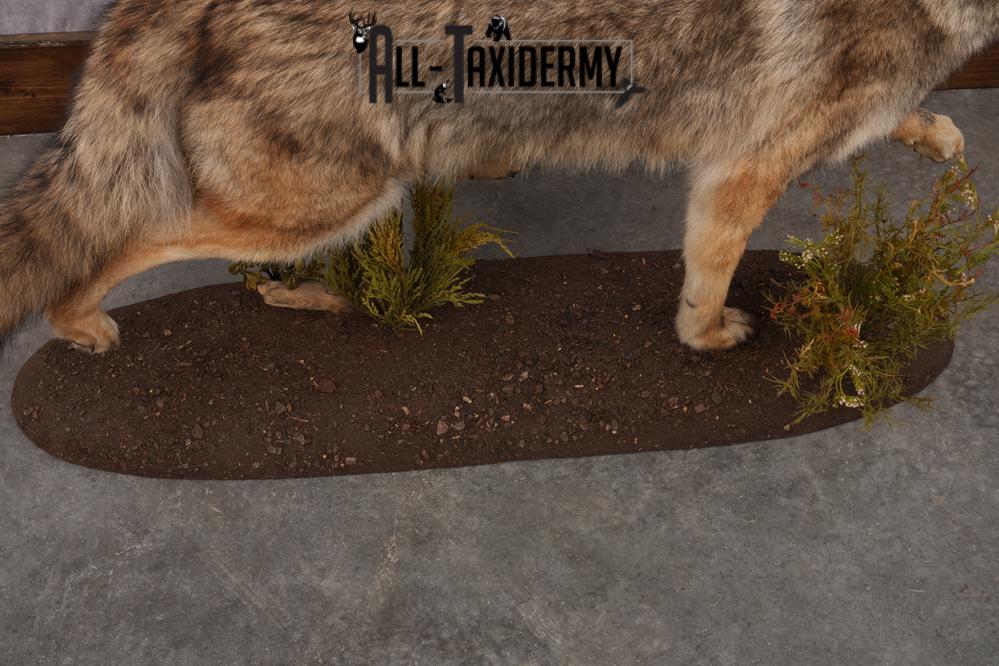Full Body Coyote Taxidermy Mount SKU 2677 - Image 9