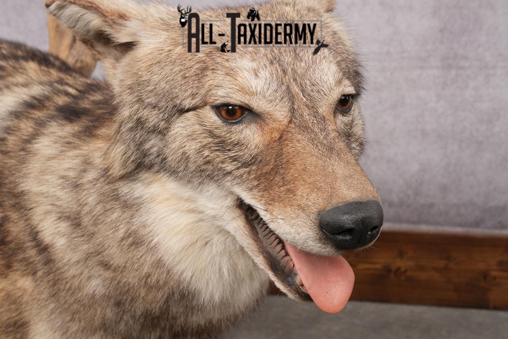 Full Body Coyote Taxidermy Mount SKU 2677 - Image 4