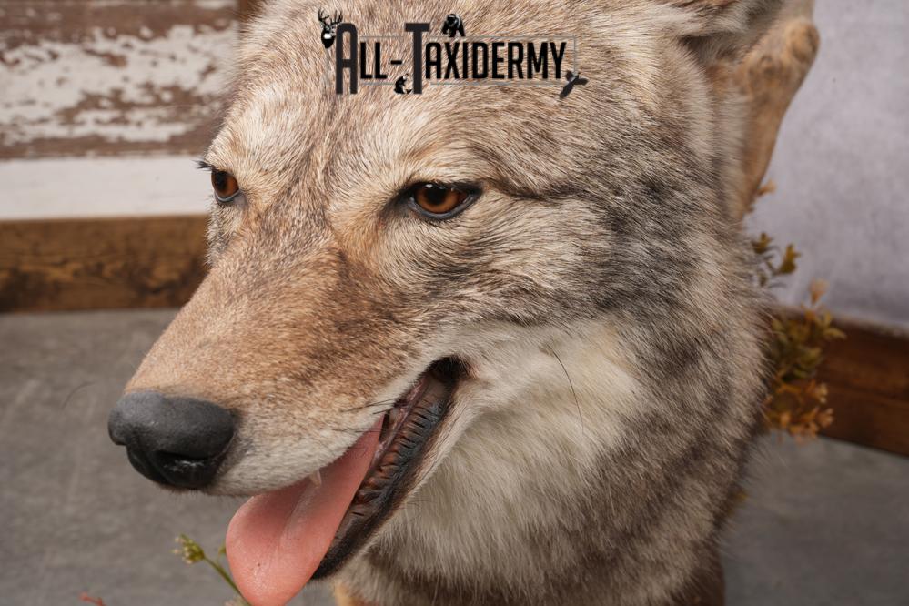 Full Body Coyote Taxidermy Mount SKU 2677 - Image 3