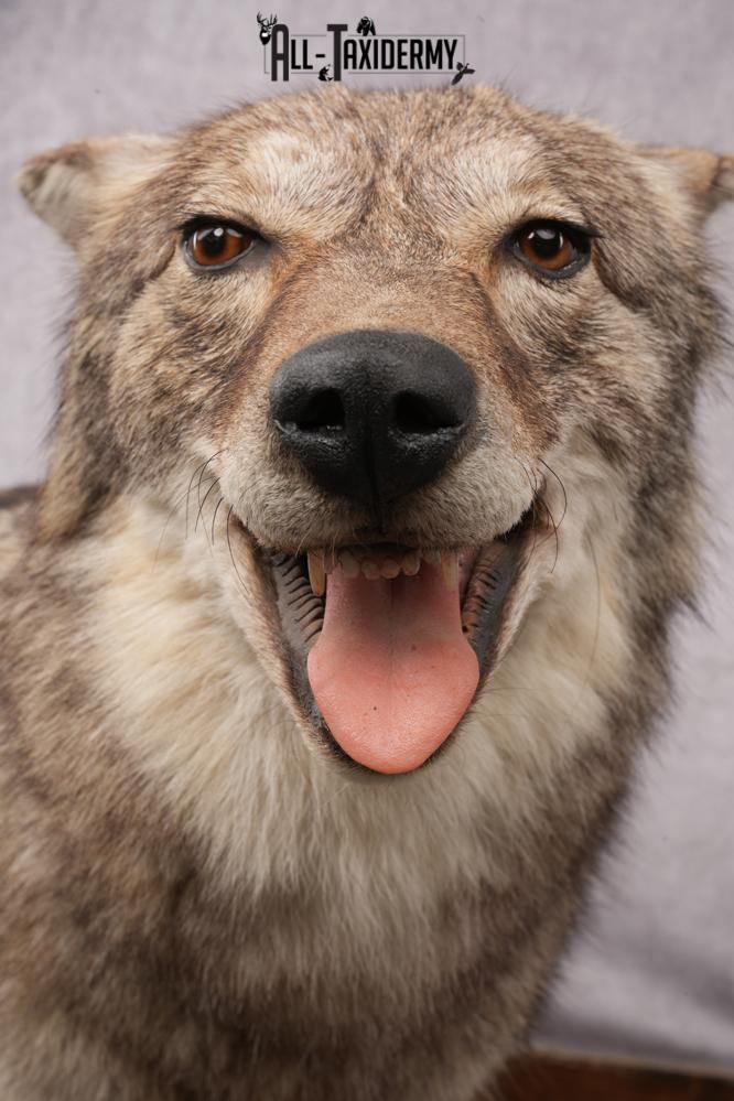 Full Body Coyote Taxidermy Mount SKU 2677 - Image 2