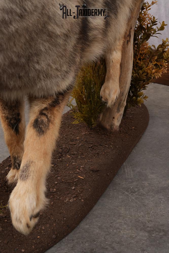 Full Body Coyote Taxidermy Mount SKU 2677 - Image 8