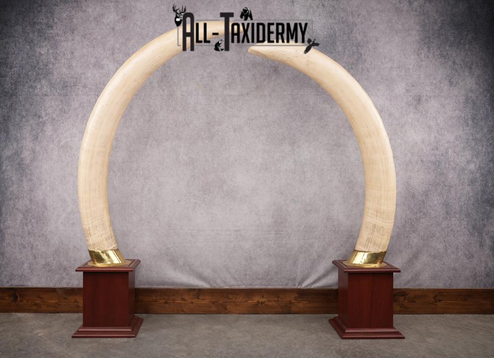 Pair of Reproduction Elephant Tusk SKU 2657 - Image 8
