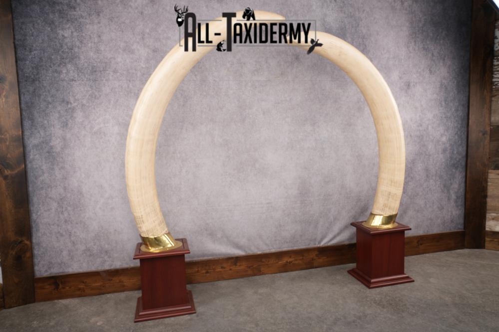Pair of Reproduction Elephant Tusk SKU 2657 - Image 3