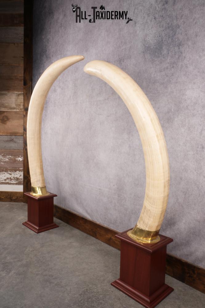 Pair of Reproduction Elephant Tusk SKU 2657 - All Taxidermy