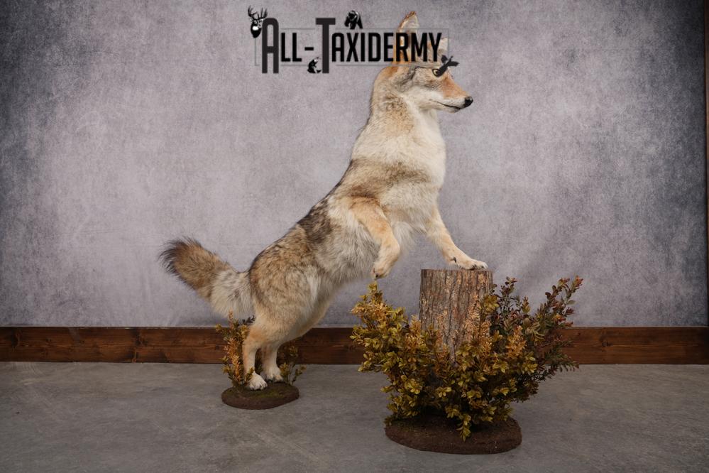 Full Body Coyote Taxidermy Mount - sporting goods - by owner
