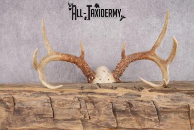 9 Point Whitetail Deer Skull Cap SKU 2680.1