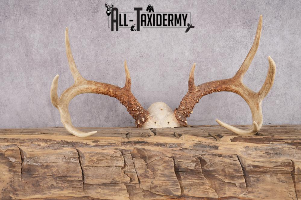 9 Point Whitetail Deer Skull Cap SKU 2680.1