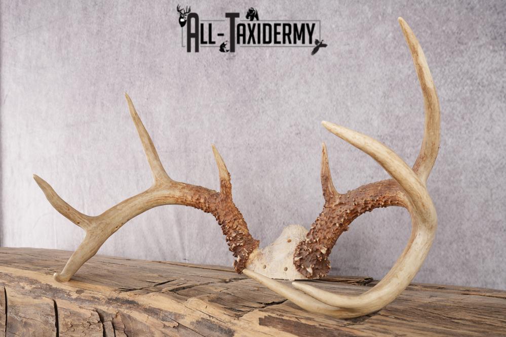 9 Point Whitetail Deer Skull Cap SKU 2680.1 - Image 5