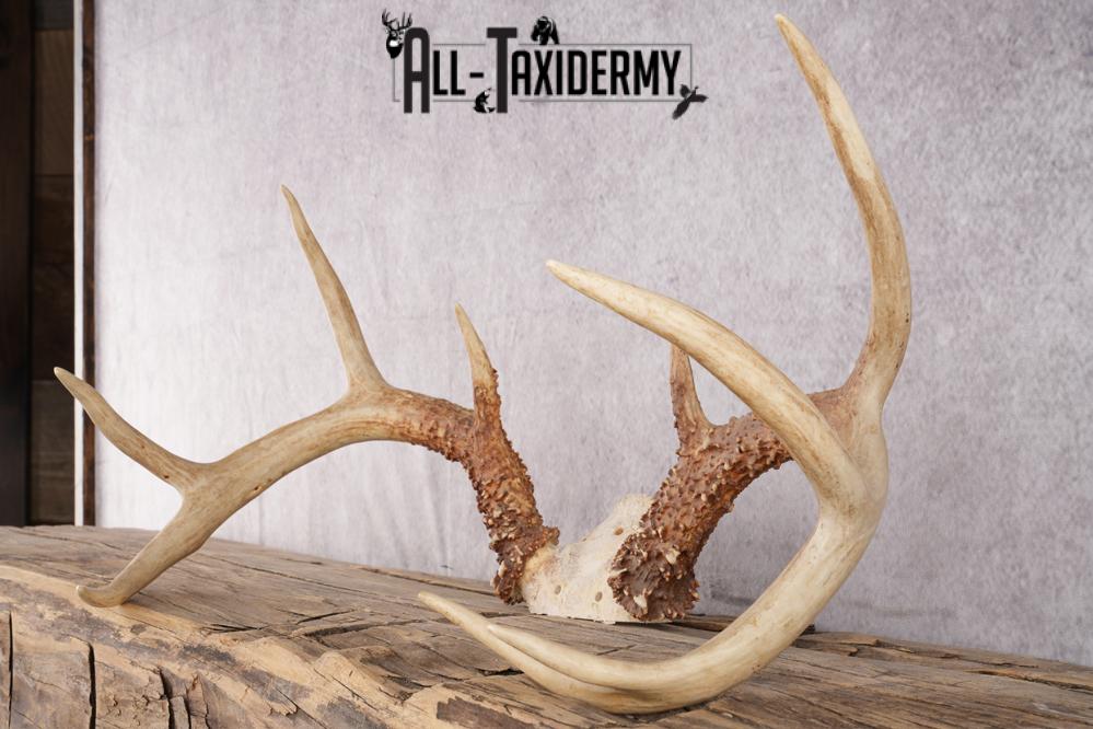 9 Point Whitetail Deer Skull Cap SKU 2680.1 - Image 4