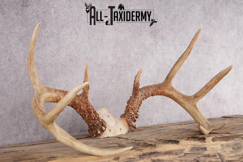 9 Point Whitetail Deer Skull Cap SKU 2680.1 - Image 3