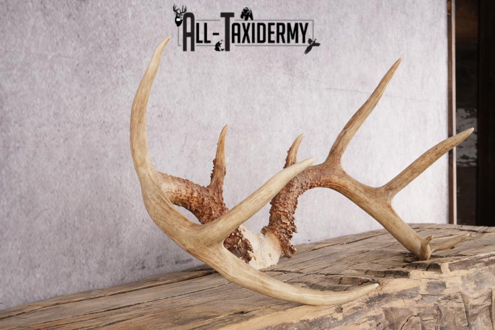 9 Point Whitetail Deer Skull Cap SKU 2680.1 - Image 2