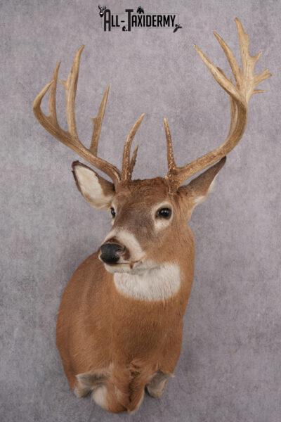 Whitetail Deer