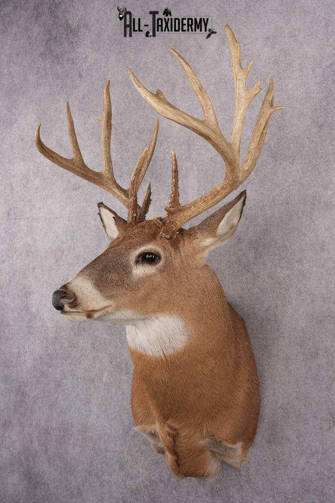 Whitetail Taxidermy Shoulder Mount SKU 2640 - Image 2