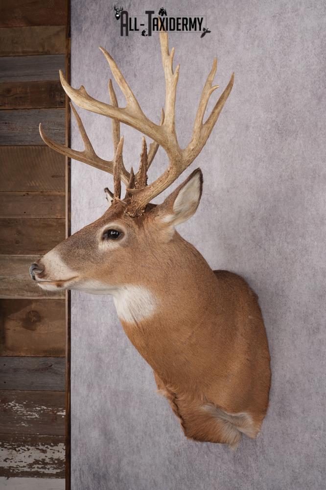 Whitetail Taxidermy Shoulder Mount SKU 2640 - Image 4