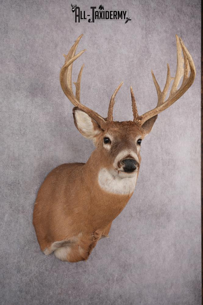 Whitetail Taxidermy Shoulder Mount SKU 2640 - Image 3