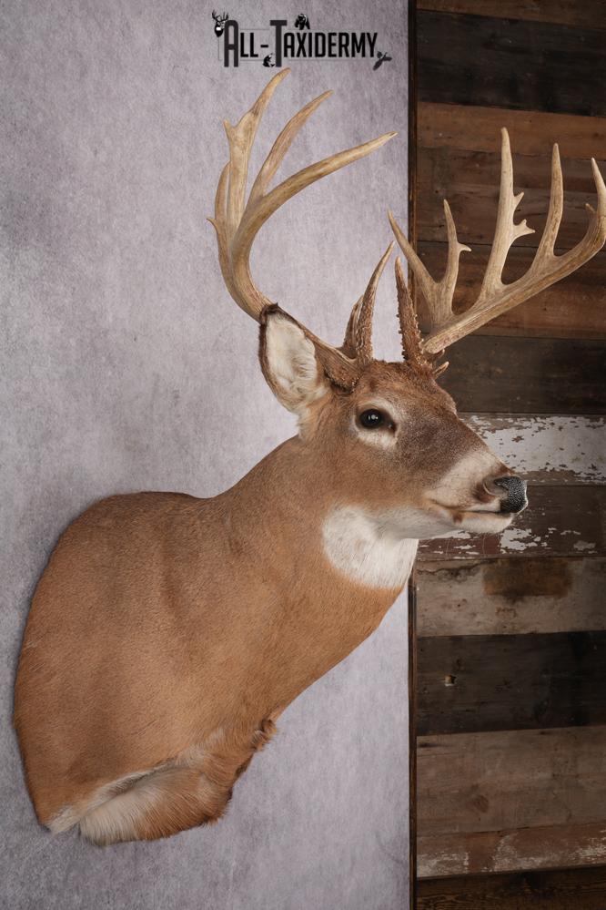 Whitetail Taxidermy Shoulder Mount SKU 2640 - Image 5