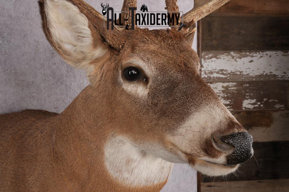 Whitetail Taxidermy Shoulder Mount SKU 2640 - Image 10