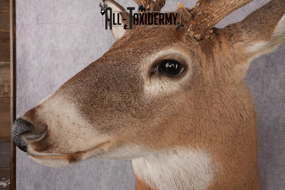 Whitetail Taxidermy Shoulder Mount SKU 2640 - Image 9