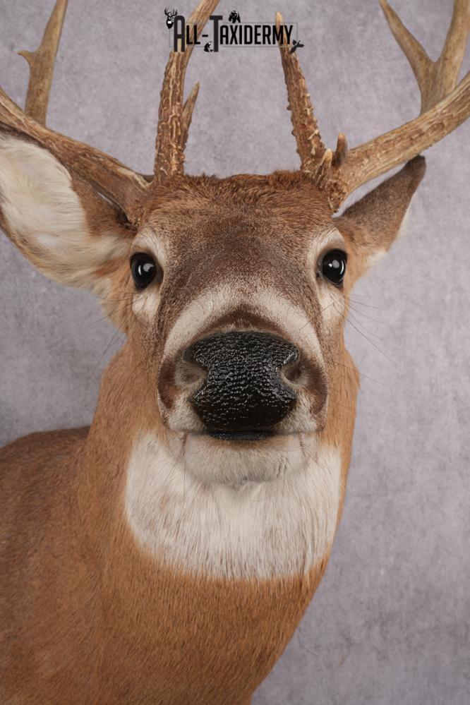 Whitetail Taxidermy Shoulder Mount SKU 2640 - Image 8