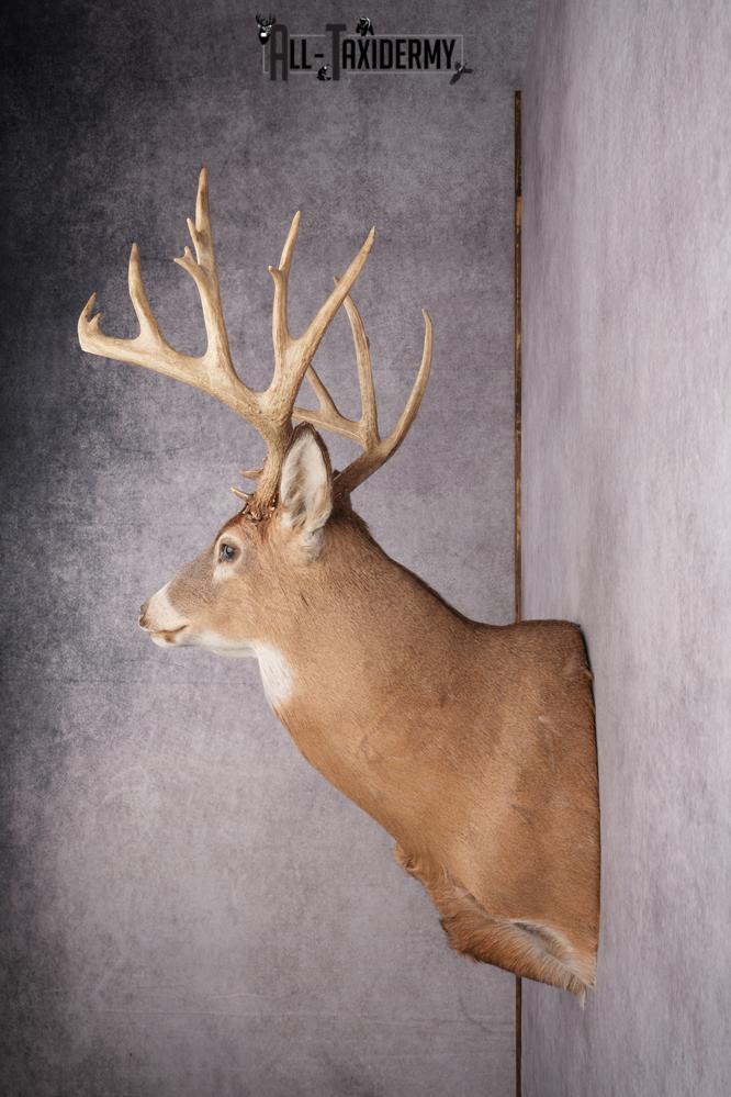 Whitetail Taxidermy Shoulder Mount SKU 2640 - Image 7