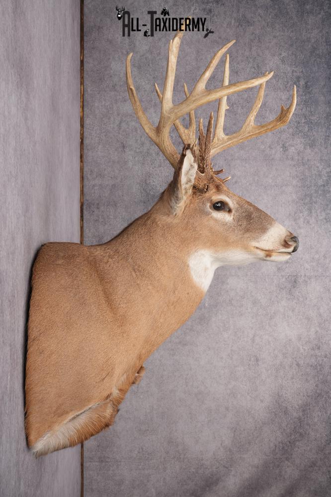 Whitetail Taxidermy Shoulder Mount SKU 2640 - Image 6